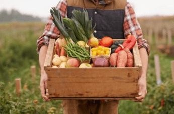 Vegetable Box